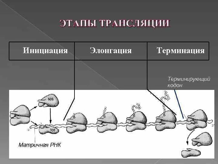 Трансляция белка инициация элонгация терминация. Синтез белка трансляция этапы инициация элонгация. Биосинтез белка схема инициация элонгация терминация. Элонгация терминация. Этапы инициации трансляции