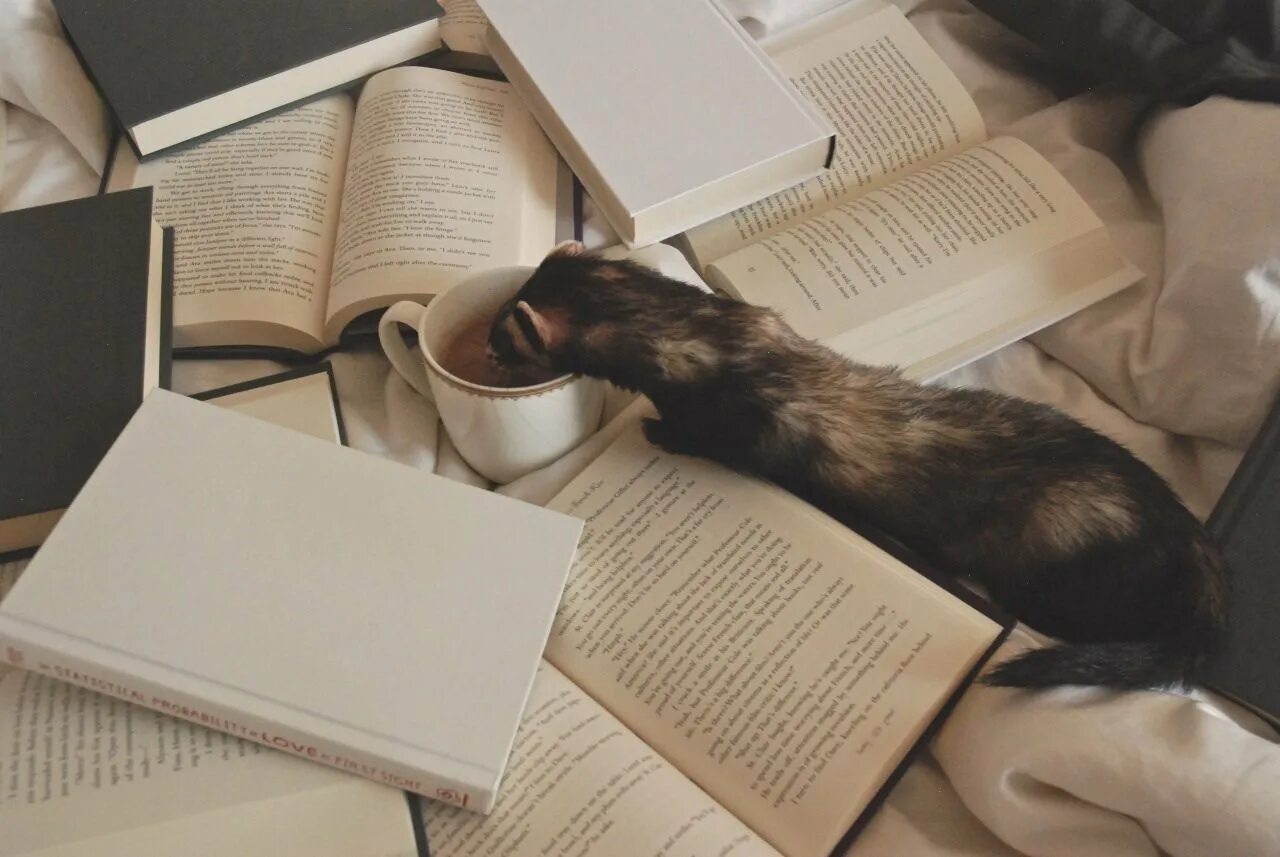 Любишь животных читай. Кот с книгой. Книга котик. Животные Эстетика. Кот с книжкой.