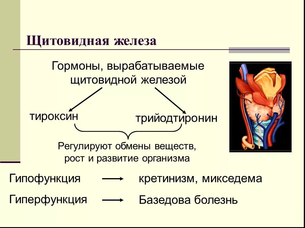 Функции гормона тироксина и трийодтиронина. Щитовидная железа гормоны гиперфункция и гипофункция. Трийодтиронин гормон гипофункция и гиперфункция. Гормоны щитовидной железы гипо и гиперфункция. Какие железы вырабатывают тироксин