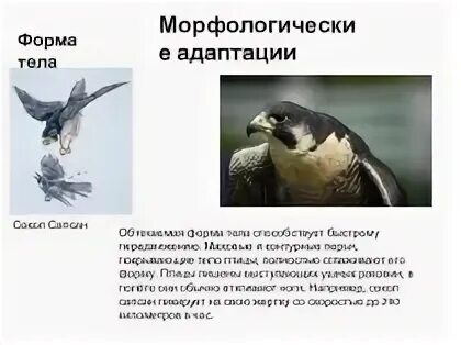 Тип адаптации птиц. Форма тела адаптация. адаптации птиц. морфологические адаптации. морфологические и физиологические адаптации.