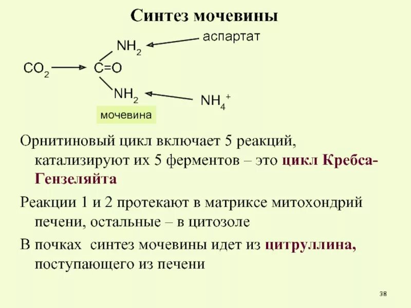 Суммарное уравнение синтеза мочевины. Суммарное уравнение цикла мочевины. Биосинтез мочевины реакции. Цикл мочевины биохимия кратко. Реакции образования циклов