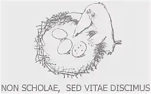 Vitae non scholae discimus. Non scholae sed vitae discimus. non scholae sed vitae discimus вшэ. non scholae sed vitae discimus иллюстрации к фразе. non scholae sed vitae discimus вшэ шоппер.