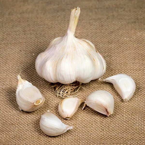 Купить семена ярового чеснока. Чеснок Яровой Флавор. Garlic Ри. Garlic богиня. Емкость для хранения чеснока garlic.