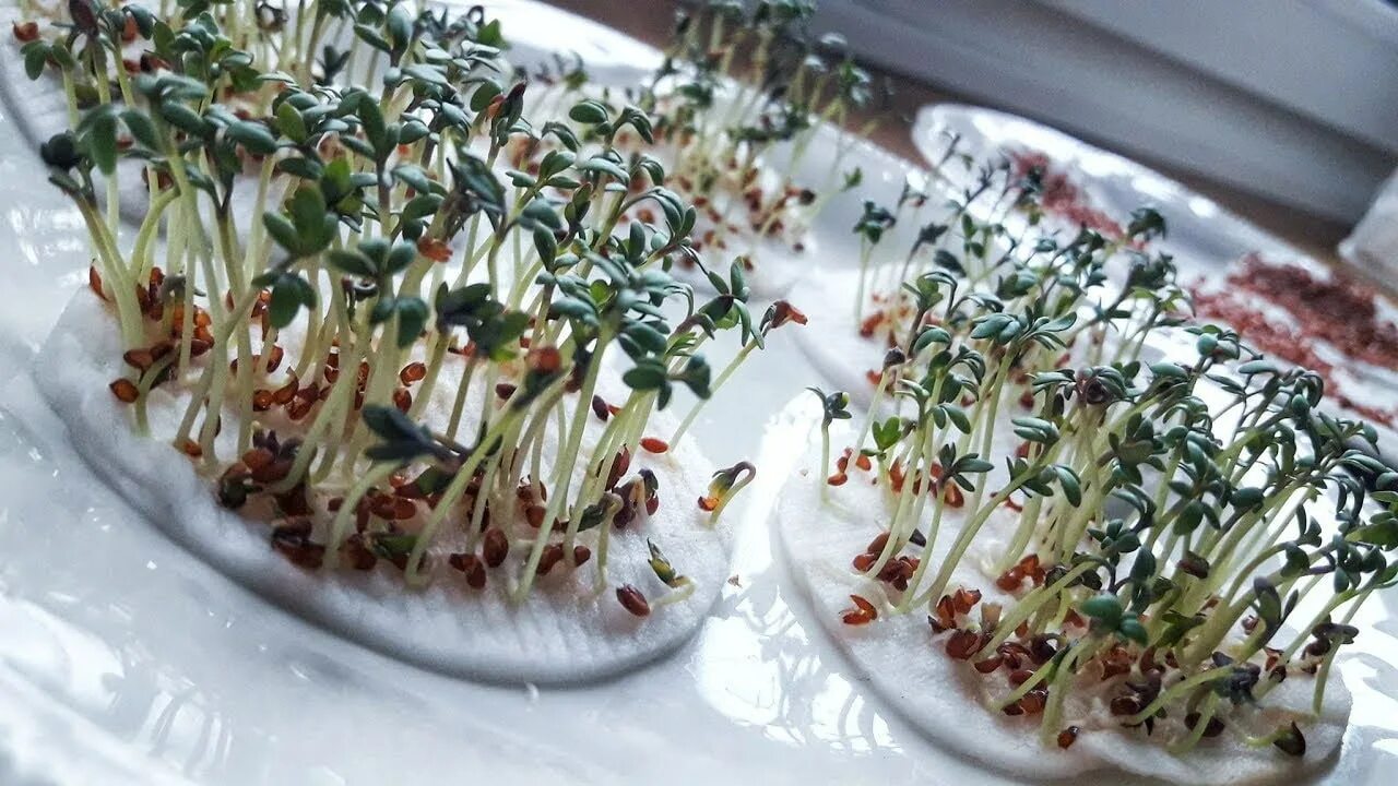 Можно ли проращивать семена. Микрозелень Кресс-салат. Пророщенная микрозелень. Микрозелень Кресс-салат семена. Кресс кинза микрозелень.