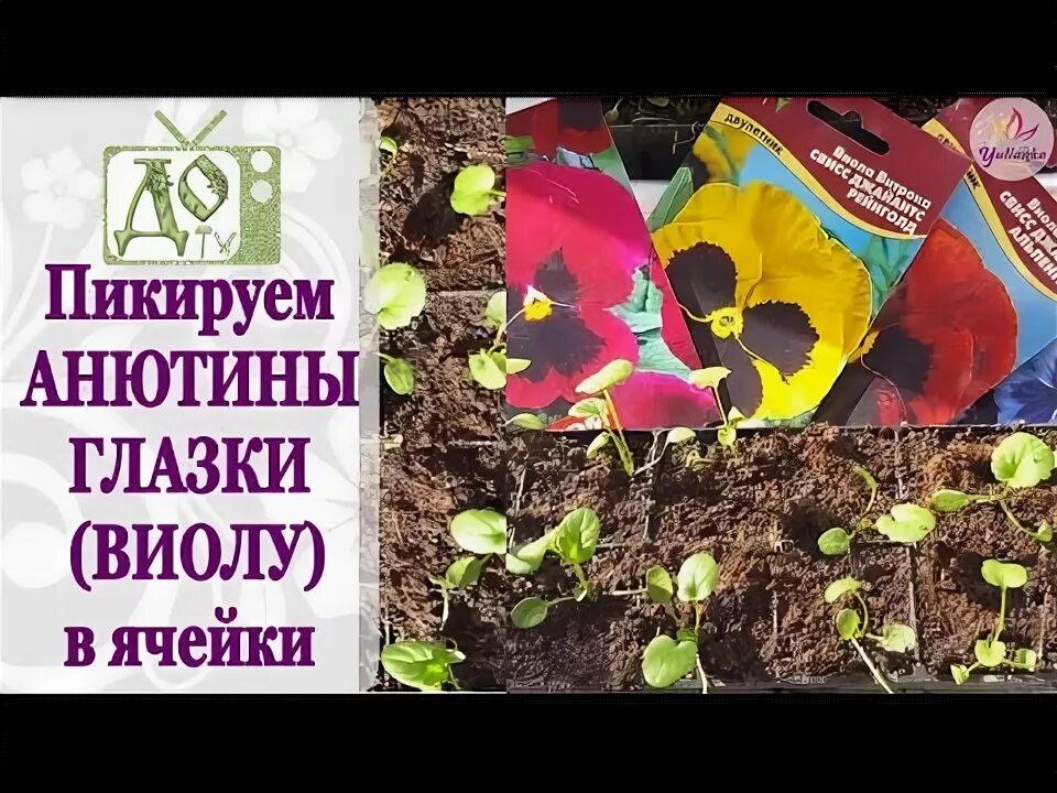 Как правильно посадить анютины глазки. Анютины глазки пикировка рассады. пикировка анютиных глазок. виола пикировка рассады. как пикировать виолу.