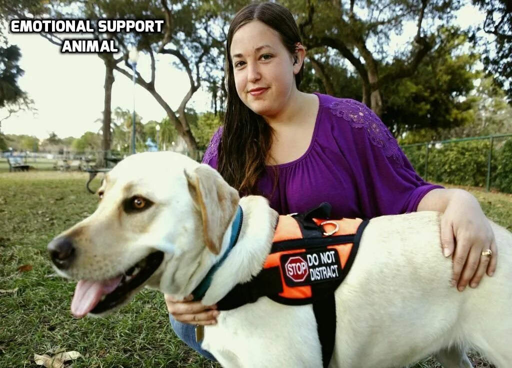 Support animals. Emotional support animal. саппорт собака. my emotional support dog. support animal.