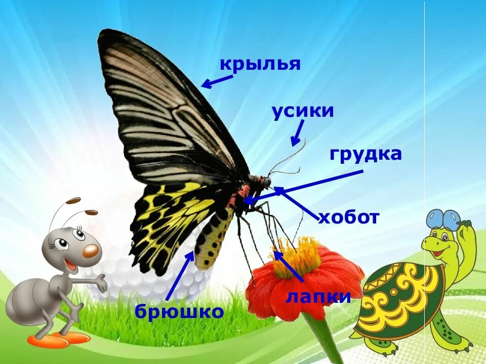 Презентация на урок окружающий мир 1 класс. Насекомые 1 класс. насекомые 1 класс окружающий. презентация насекомые 1 класс. насекомые презентация для дошкольников.
