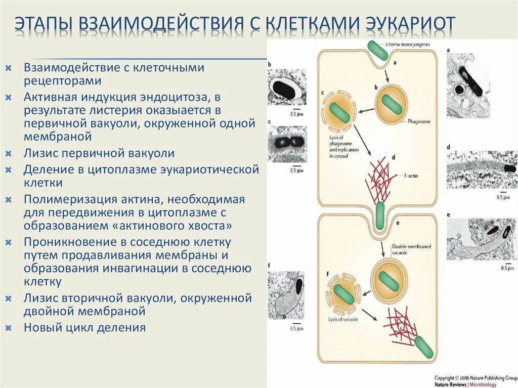 Этапы взаимодействия экзотоксинов с клеткой. Взаимодействие листерии с клеткой. Этапы взаимодействия экзотоксинов с клеткой мишенью.