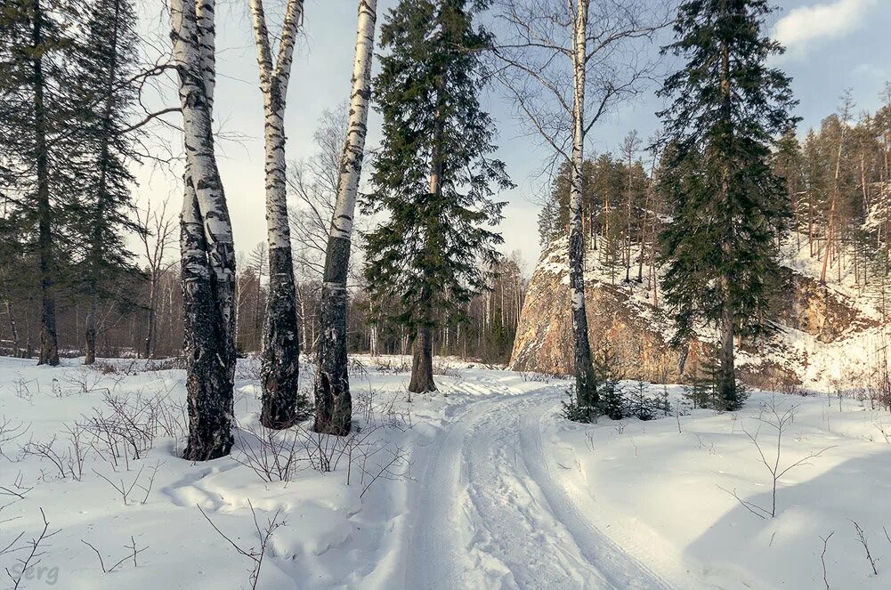 Зимняя береза. Зимний лес березы. Берёзы зимой в лесу. Елка и береза зимой. Березовая ель