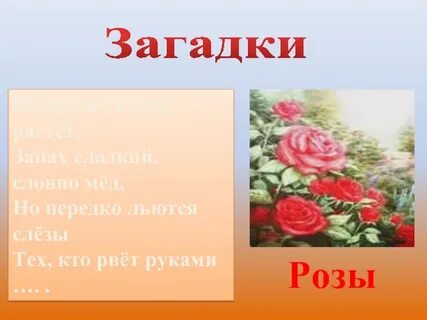 Куст розы текст