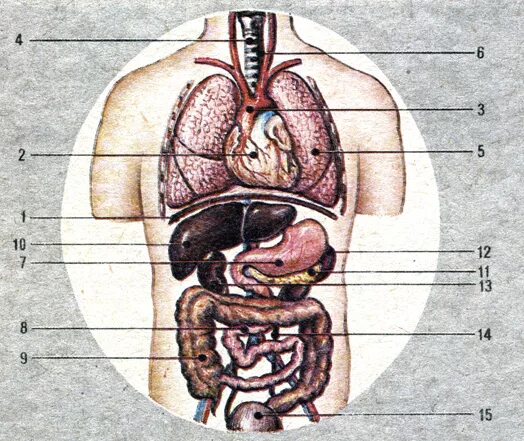Органы брюшной полости человека. Строение брюшной полости человека. Схема внутренних органов человека брюшной полости. Органы грудной и брюшной полости человека. Брюшная и грудная полость тела