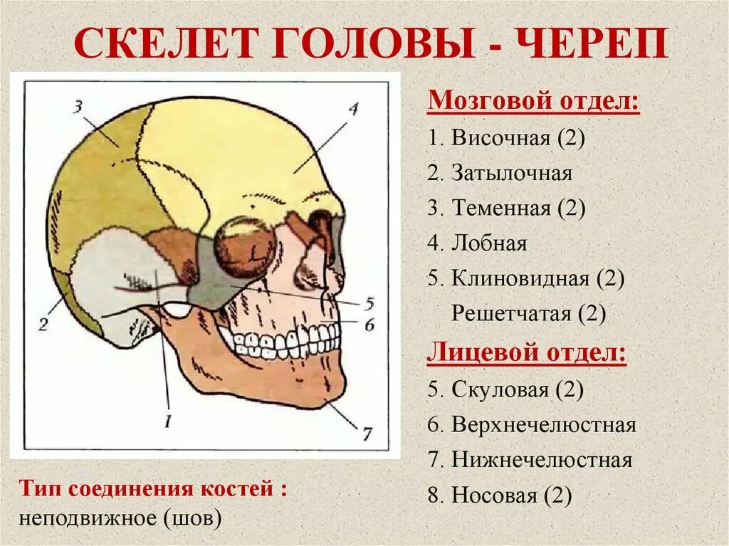 В правом черепе. Лобный отдел черепа лицевой отдел черепа затылочный отдел черепа. Лобно-теменно-затылочная область головы. Строение черепа сосцевидный отросток. Скелет головы череп.