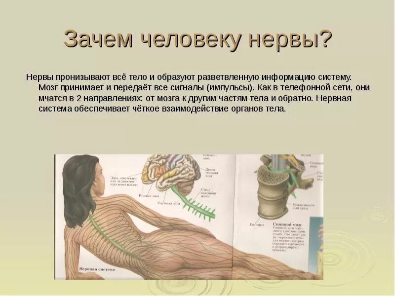 Мозг принимает сигналы. Нервная система человека. Нервная система человека нервы. Нерв презентация. Сообщение о нервной системе.