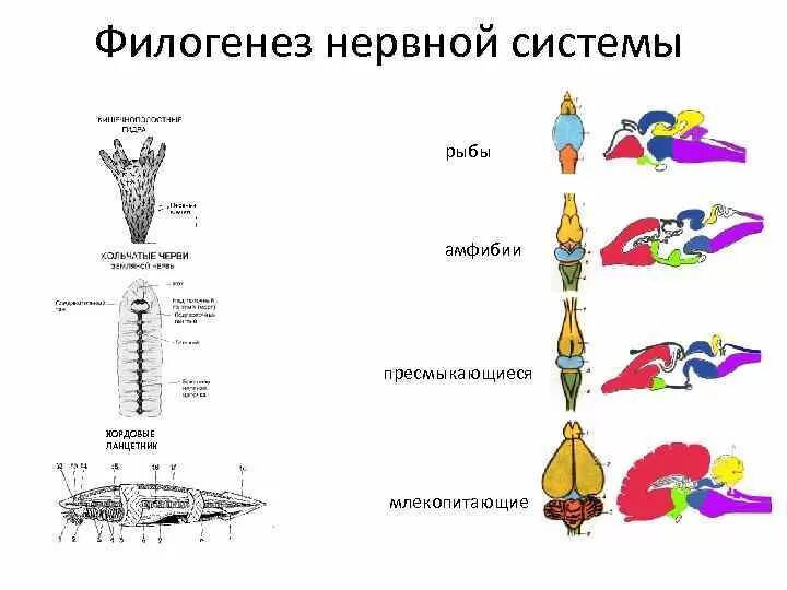 Филогенез систем. Филогенез головного мозга хордовых таблица. Трубчатая нервная система позвоночных. Нервная система головной мозг Эволюция у позвоночных. Филогенез мозга животных.