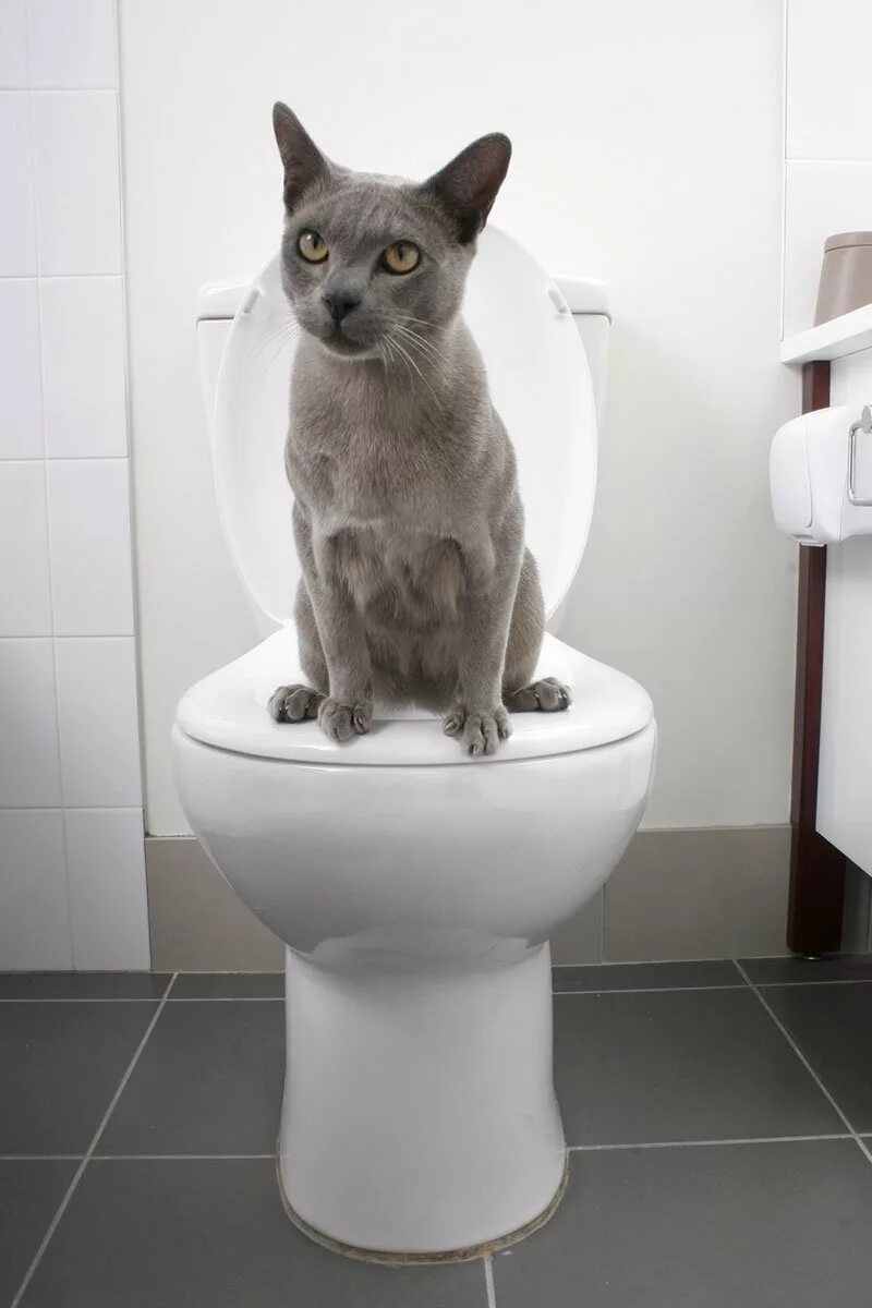 Как приучить кота к туалету. Как приучить кота к туалету