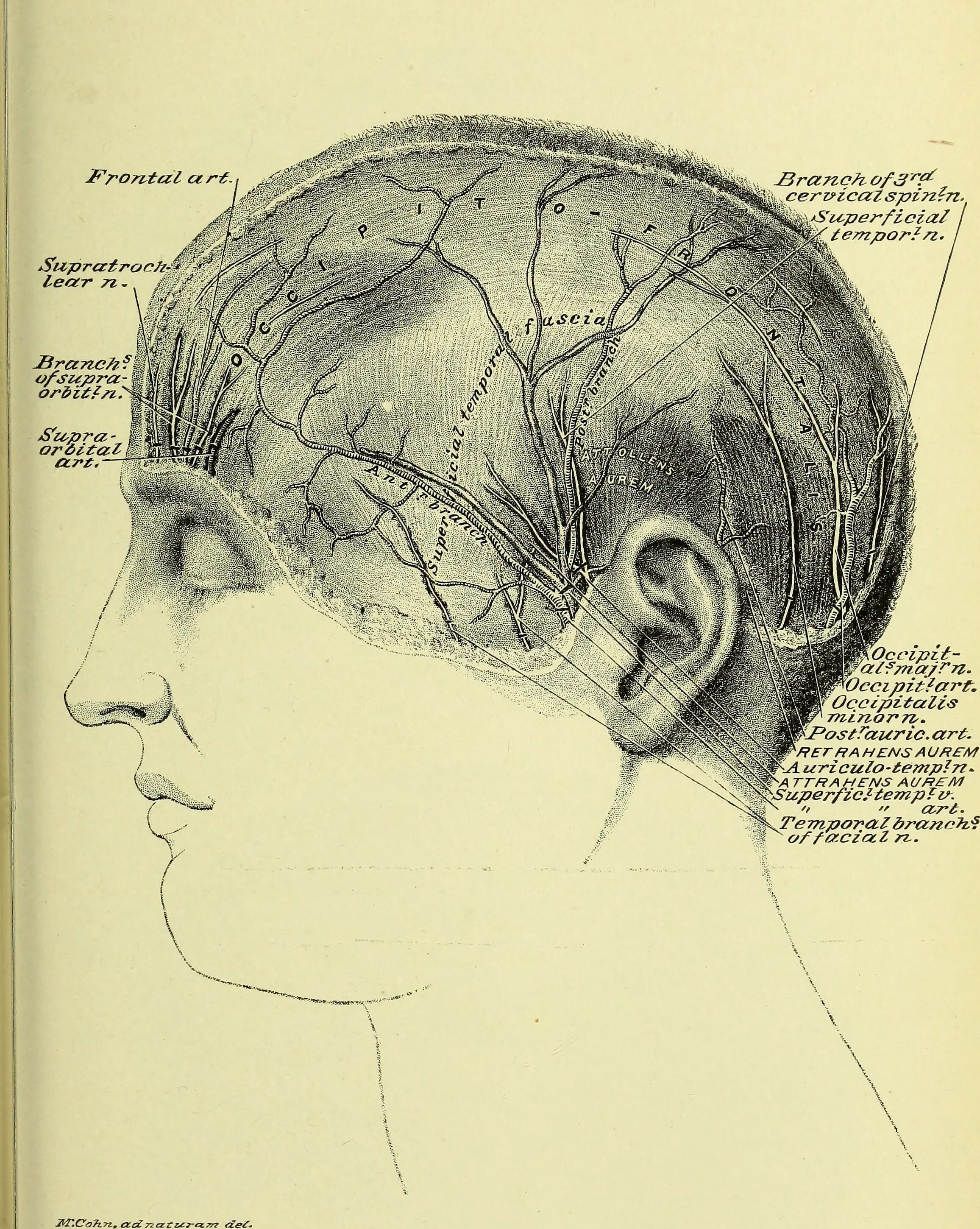 Practical anatomy