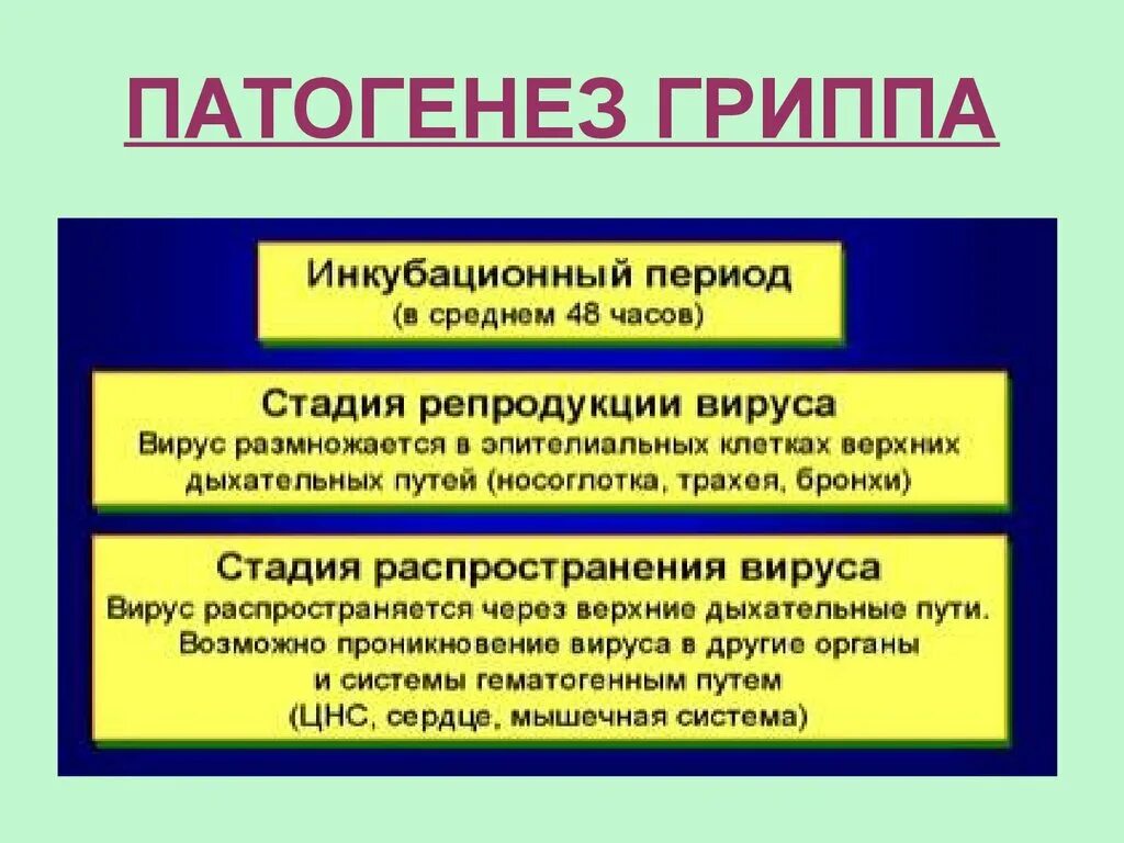 Курсовая грипп. Патогенез вируса гриппа патанатомия. Грипп этиология. Этапы заболевания гриппом. Этиология гриппа и ОРВИ.