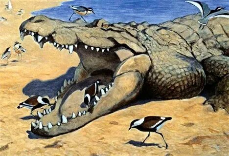 Союз волка и крокодила стар рейл
