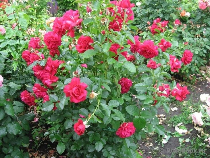 Rose 'Sexy Perfumella' - роза Meilland - питомник растений Санкт-Петербург