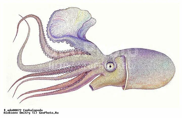 Головоногий рисунок. Головоногие моллюски кальмар. Кальмар осьминог каракатица. Реактивное движение головоногих. Головоногие моллюски строение кальмар.