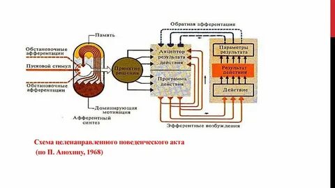 Система поведенческого акта