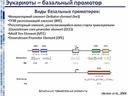 Геном эукариот характеризуется