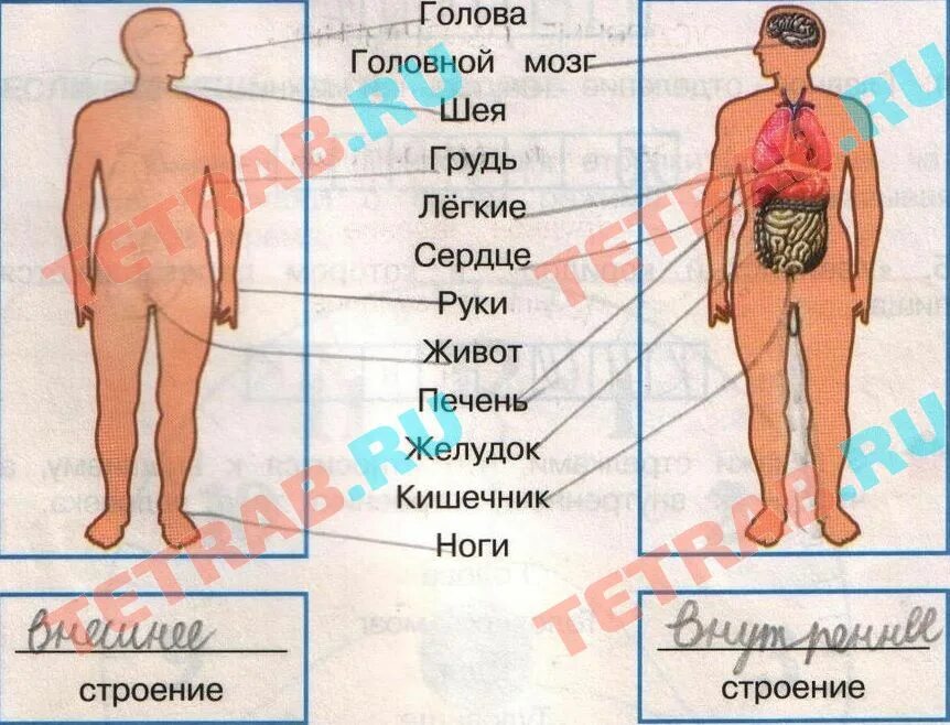 строение человека 2 класс окружающий мир тест