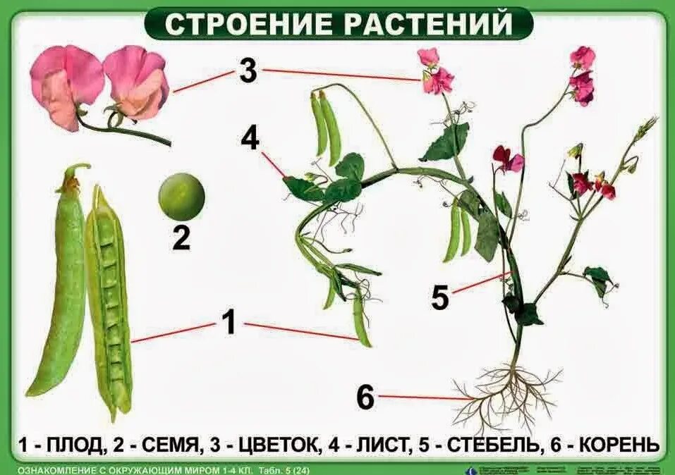 Цветок плод семя органы служащие для. Строение растения. Части растения горох. Строение растения схема. Строение гороха.