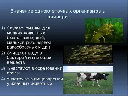 Характеристика и значения животных