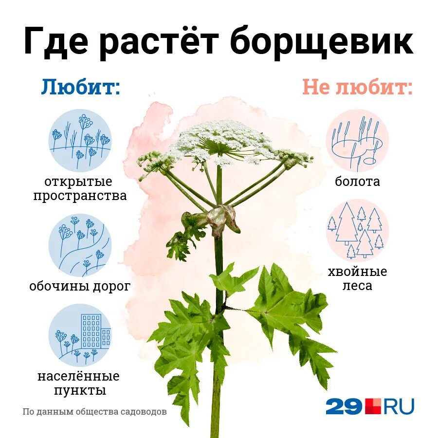 Чем отличается борщевик. Борщевик сосновского. опасное растение борщевик. борщевик обыкновенный ядовитое. ядовитый борщевик сосновского.