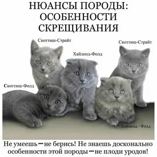Отличие кошек