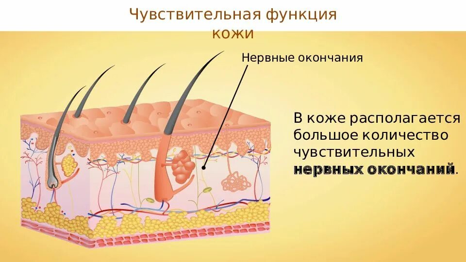 Строение и функции производных кожи. Производные кожи волосы. Производные кожи волосы и ногти. Слои кожи и ее производные. Чувствительная функция кожи.