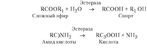 Эстераза