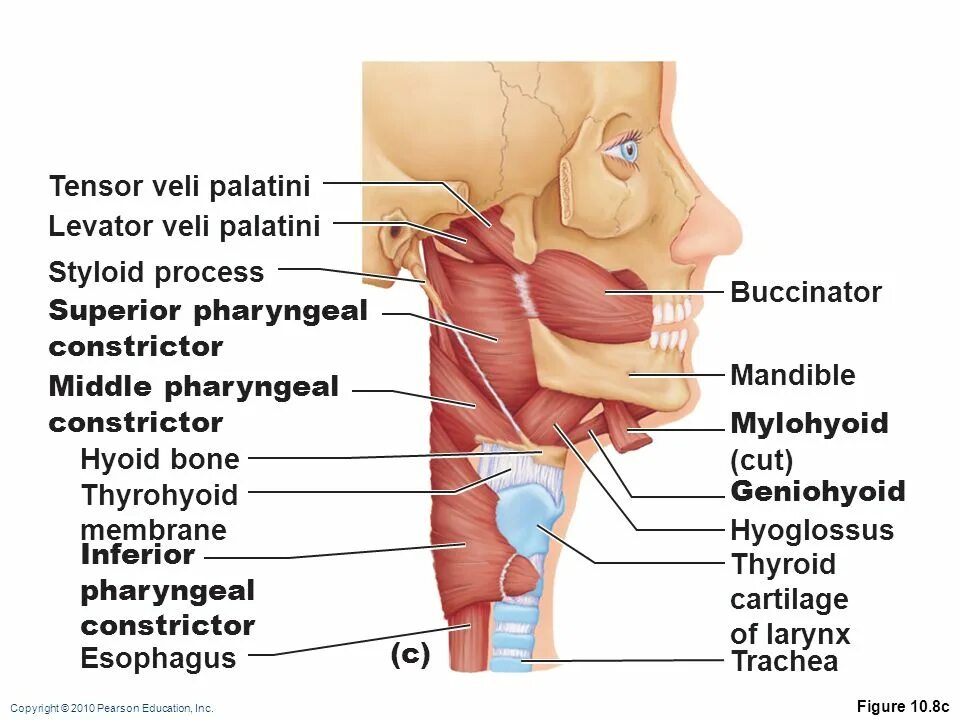 Tensor veli. Musculus levator veli palatini иннервация. musculus tensor veli palatini иннервация. m tensor veli palatini перевод.
