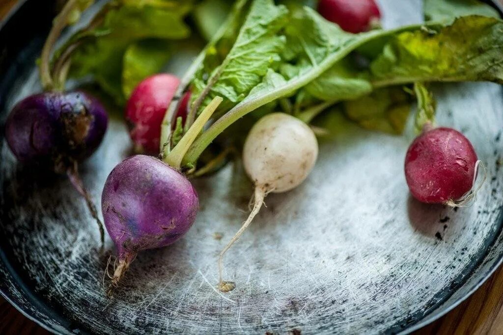 Таннуджи редька. Редис Лобо. Редька Лобо красная. Редька посевная. Вкус редиски