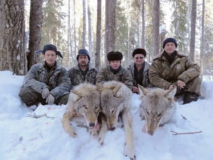 Волки выходят на охоту. Волк в броске. Охота на волка в беларуси. Волки выходят на охоту. Красновишерске.