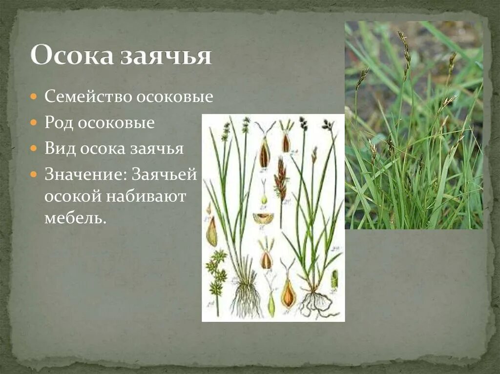 Осока плетевидная. Осока луговая. Осока цветение. Осока заячья. Осока семейство.
