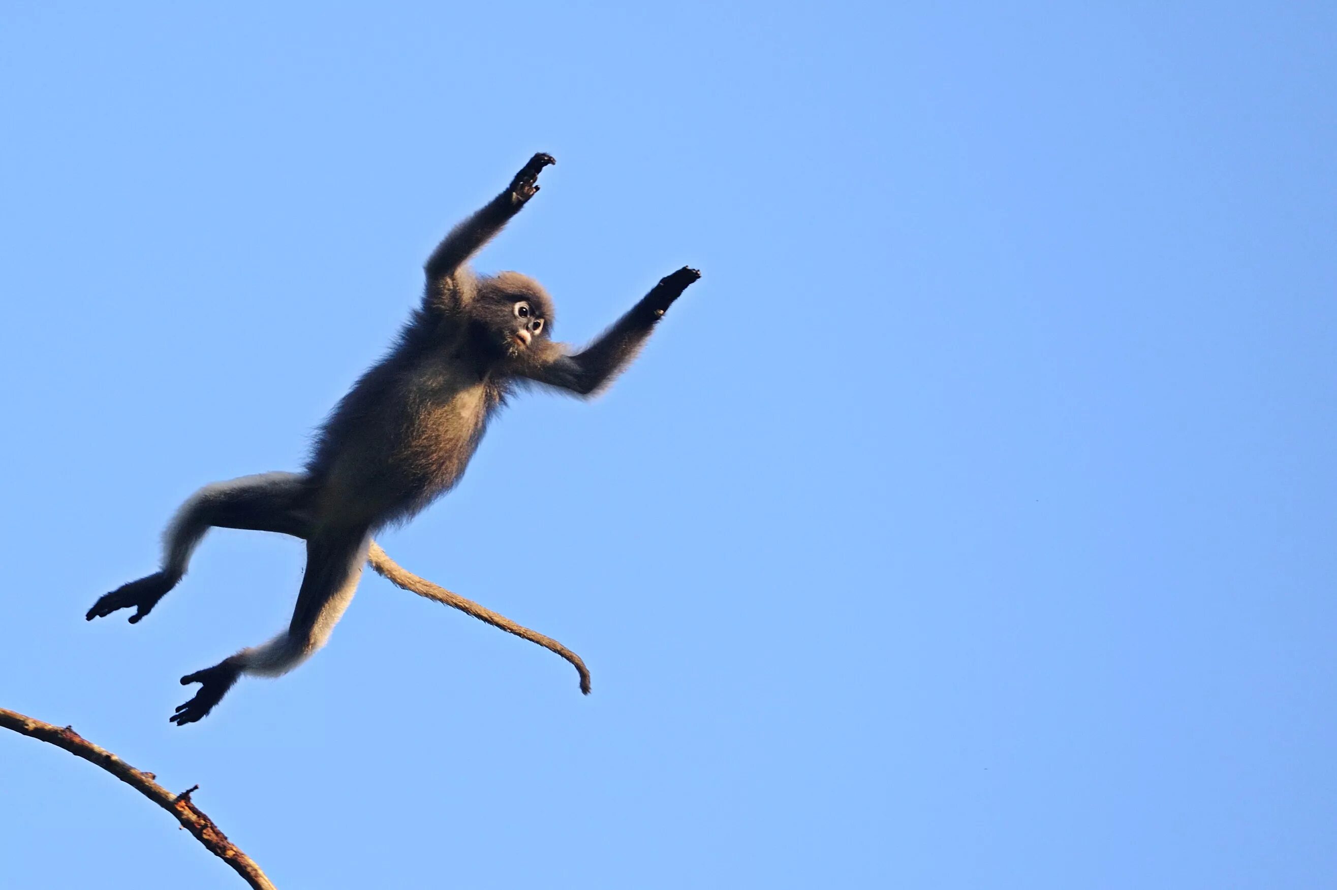 Убегающая обезьяна. Обезьяна прыгает. Обезьяна в прыжке. Макаки прыгают. Мартышка прыгает.