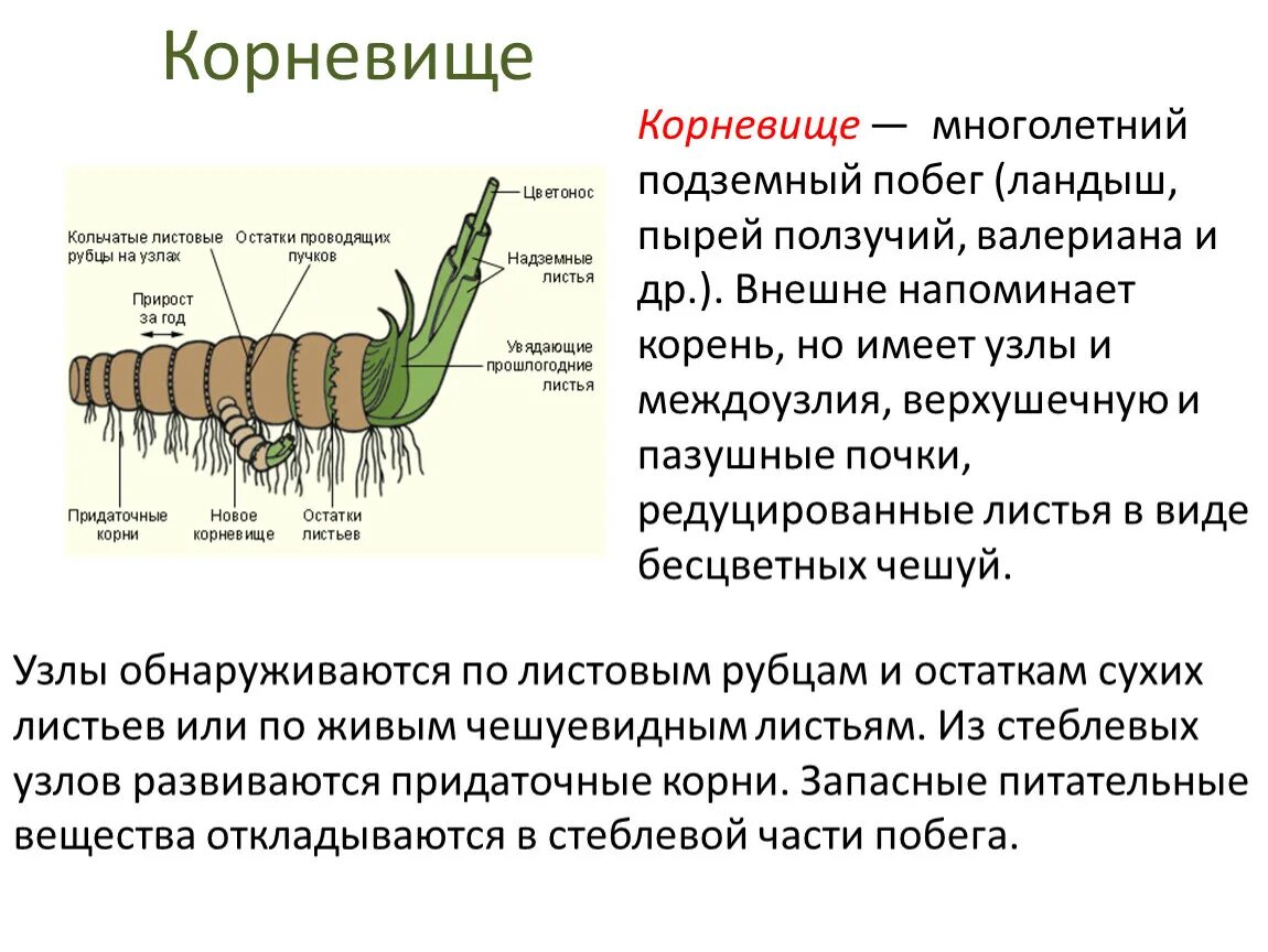 1 побег это часть корня. Строение корневища крапивы. Внешнее строение корневища крапивы. Строение корневища. Чешуйки строение корневища.