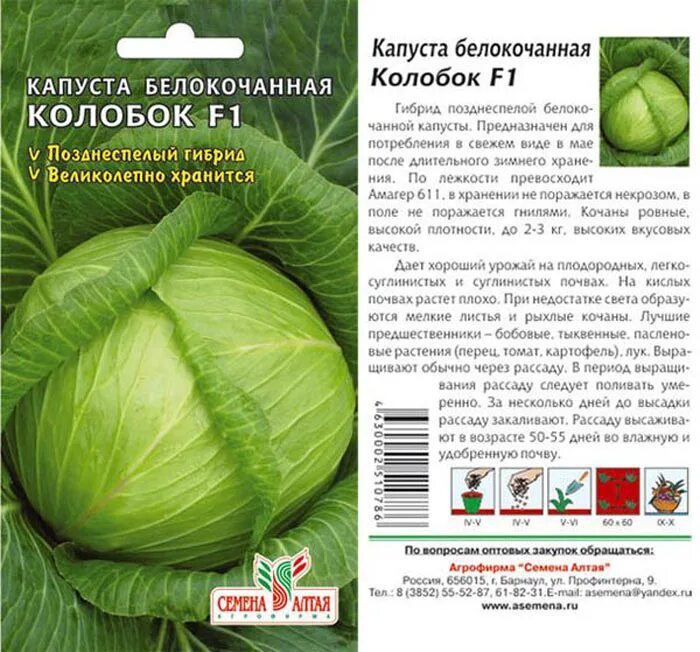 Сорт капусты для квашения на зиму какой. Сорт капусты белорусская 455. семена капуста белокочанная белорусская. капуста белокочанная ранняя июньская. капуста белокочанная надежда.