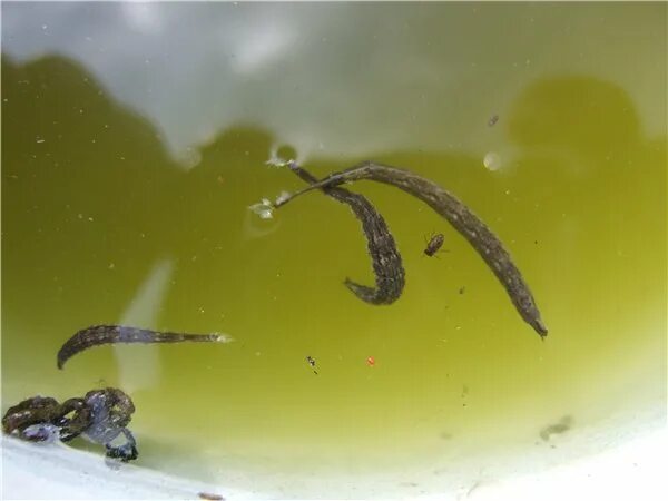 Черви водоема. Пиявка рыбья (piscicola Geometra). Пиявки паразитические черви.