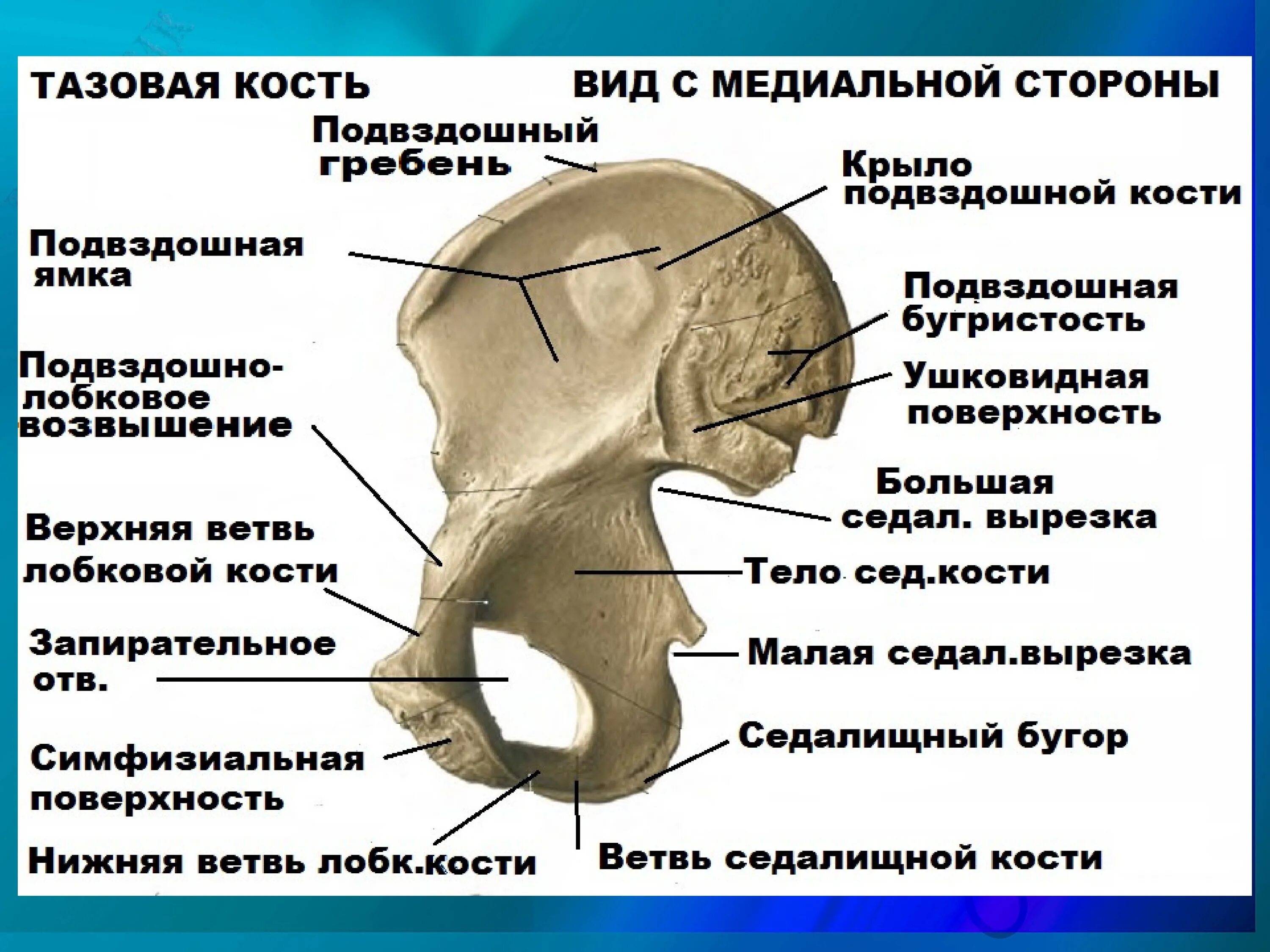 Подвздошная кость тазовой кости. Седалищная кость кость анатомия. Подвздошная кость анатомия строение. Подвздошный гребень анатомия. Тазовая кость ушковидная поверхность.