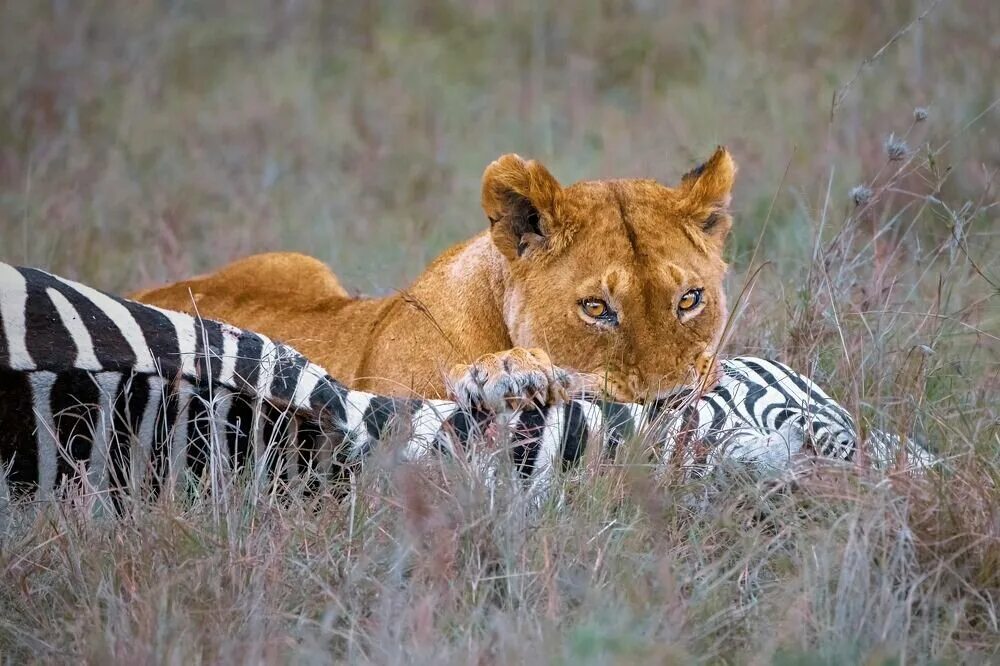 ввс живая природа хищников. львица вика. лев львица и два львенка в дикой природе. битва львов за прайд самцов. ввс живая природа.
