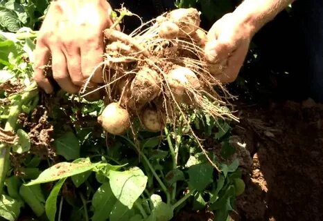 Удобрение при посадке картофеля для хорошего урожая