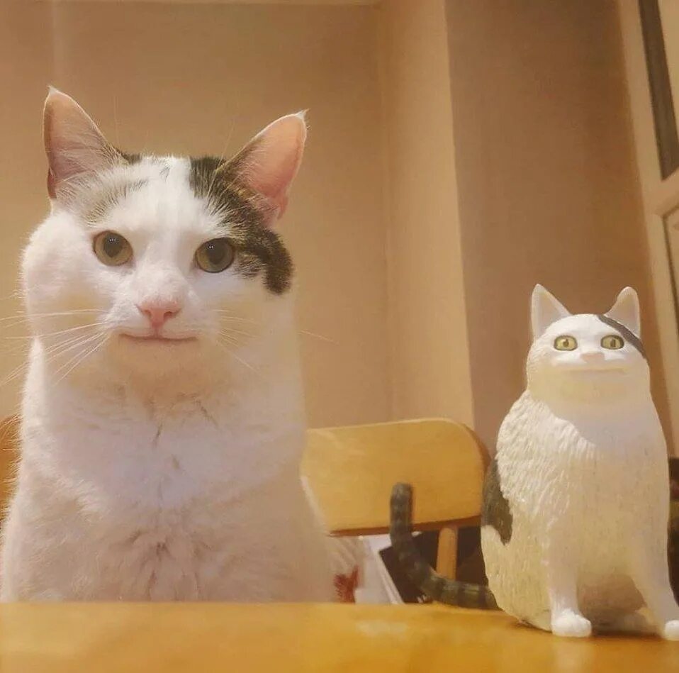 Мемный белый кот. Мемные коты. довольный кот мем. вежливый кот. кот олли.