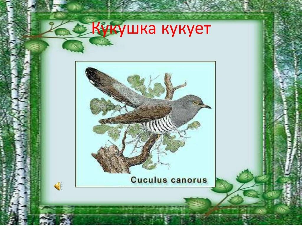 Почему кукушка кукует