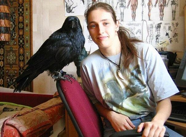 Ворон живет в доме. Домашние вороны. Ворон живет в доме. Домашняя ворона. Домашняя ворона.