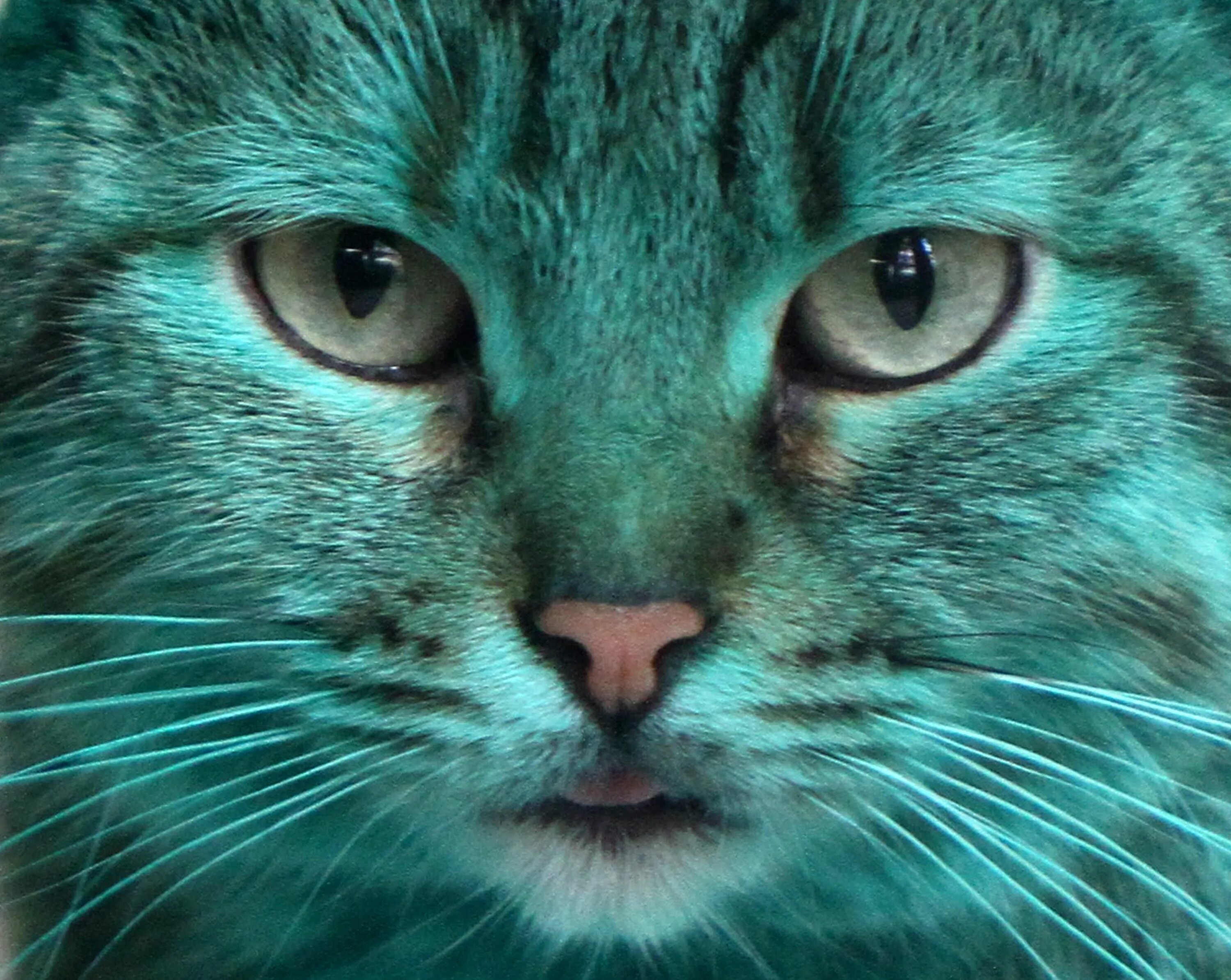 Кошка зеленого цвета. Зеленый кот. Котокусты ричарда сондерса. Зеленый кот. Бирюзовый кот.