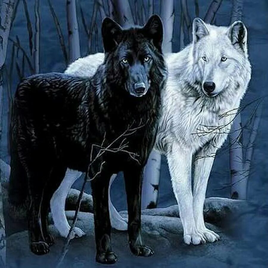 Белый полярный волк. 2s 1s s00s white wolf for black. Вешалка волк 3д модель. Волкособ канадский черный волк. Дима волк.