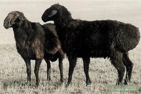 4-қатардағы порно мод